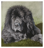 Dierenportretten door Hannah Jong