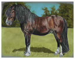 Dierenportretten door Hannah Jong