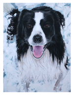 Dierenportretten door Hannah Jong