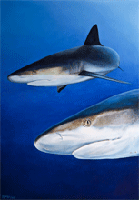 Marinelife schilderijen door Hannah Jong